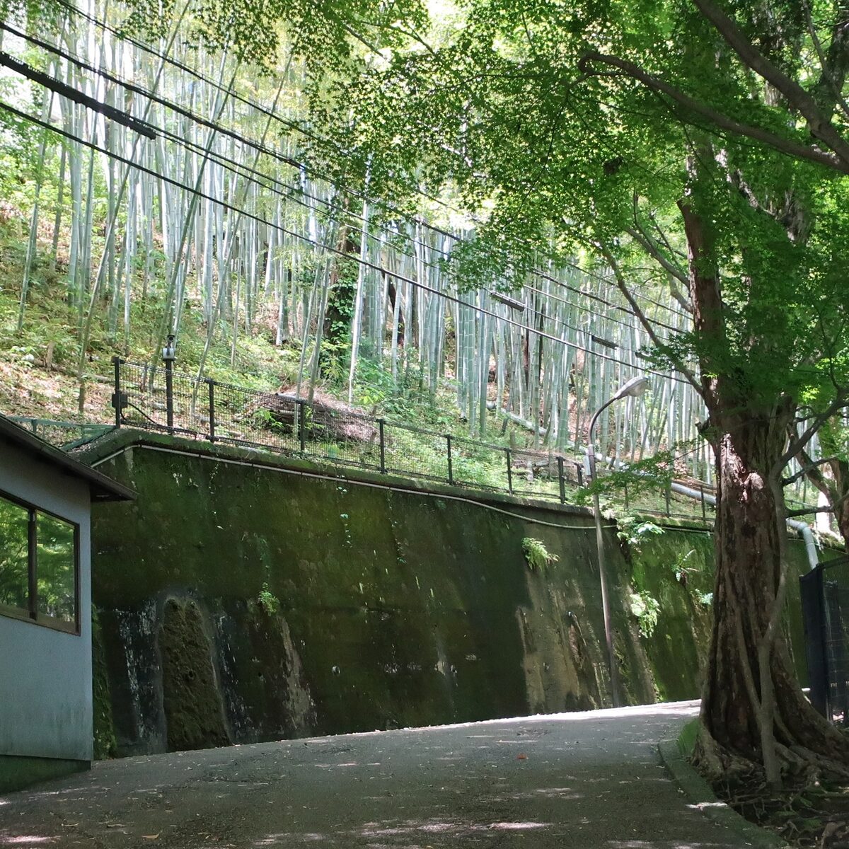 校舎手前の青々とした竹林